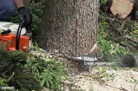 Best Tree Preservation Services  in Highland Lakes, NJ