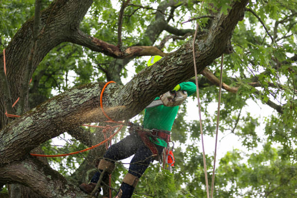 Best Palm Tree Trimming  in Highland Lakes, NJ