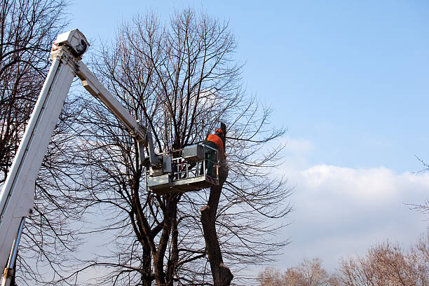 Best Tree Cabling and Bracing  in Highland Lakes, NJ
